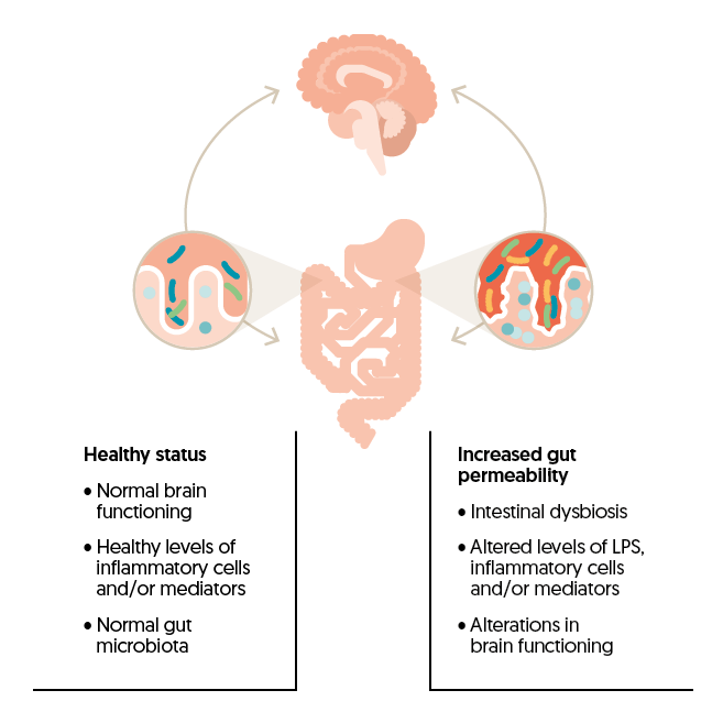 Visual of the gut-brain axis.