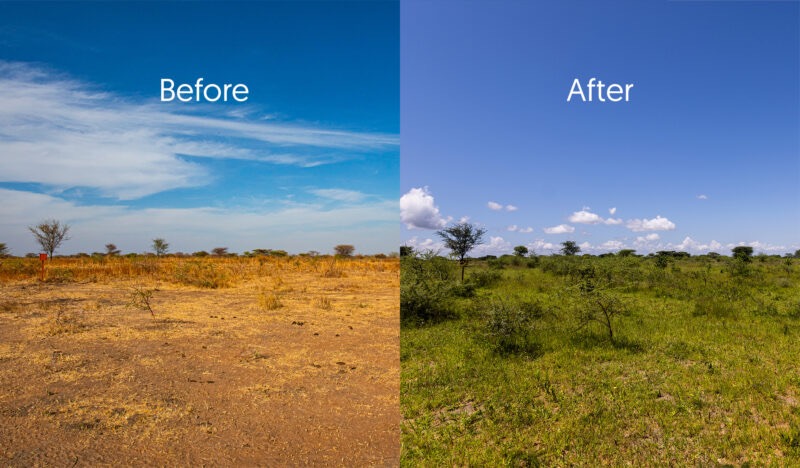 This photo shows the before and after look of a Justdiggit regreening project